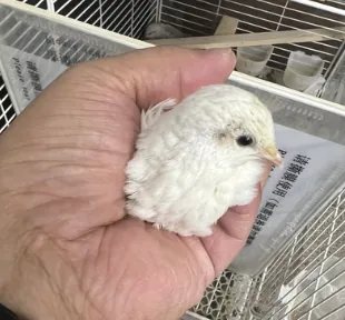 手のひらに乗った白いヒメウズラ