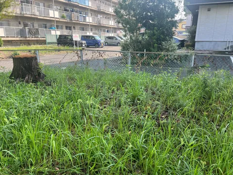 公園のフェンス際に草が伸びている、草刈り前の様子
