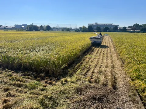 黄金色の田んぼで、コンバインによる稲刈りが進む様子