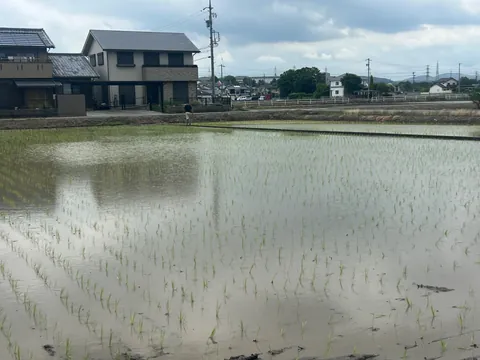 水を張った田んぼに、苗が列をなして植わっている様子